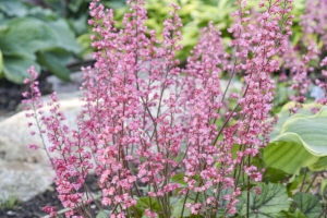 Heucherella 'Shadow Tag' New 2025